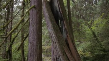 Sonbahar sezonu boyunca Yağmur Ormanı 'nda canlı yeşil ağaçlar ve yosun. Kanada doğası. Lynn Vadisi, Kuzey Vancouver, British Columbia, Kanada.