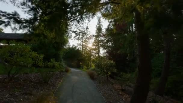 Stezka Parku Pulzujícími Zelenými Stromy Slunečný Letní Západ Slunce Esquimalt — Stock video