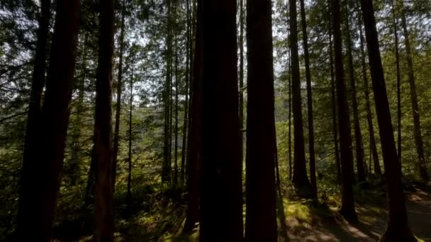 Green Vibrant Δέντρα Στο Τροπικό Δάσος Κατά Διάρκεια Της Ηλιόλουστης — Αρχείο Βίντεο