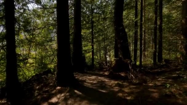 Wandelpad Rond Groene Levendige Bomen Het Regenwoud Tijdens Zonnige Zomerdag — Stockvideo