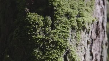 Sonbahar sezonu boyunca Yağmur Ormanı 'nda canlı yeşil ağaçlar ve yosun. Kanada doğası. Lynn Vadisi, Kuzey Vancouver, British Columbia, Kanada.