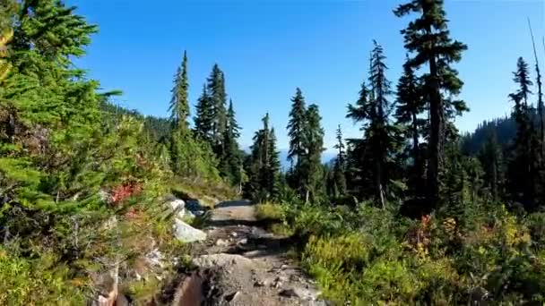 Vandringsled Med Gröna Träd Kanadensiska Mountain Landskap Solig Höstsäsong Vandring — Stockvideo