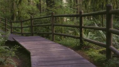 Lynn Canyon Park, Kuzey Vancouver, British Columbia, Kanada. Yağmur Ormanları 'nda Tahta Yürüyüş Yolu. Sunny Fall sezonu. Macera Yolculuğu. Yavaş Hareket