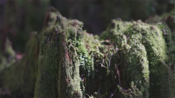 Lebendig Grüne Bäume Und Moos Regenwald Während Der Herbstsaison Canadian — Stockvideo