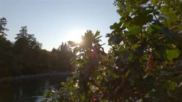 Río Parque Ciudad Con Árboles Verdes Durante Soleado Atardecer Verano — Vídeos de Stock