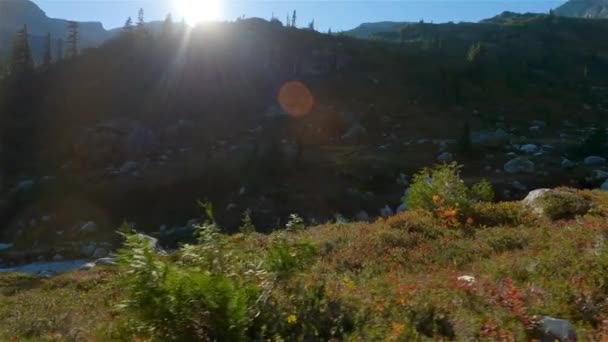 River Wild Flowers Vibrant Green Trees Canadian Mountain Landscape Сонячний — стокове відео