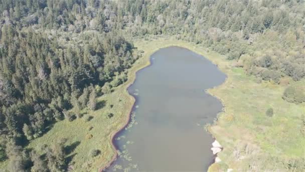 Vista Aérea Lago Árvores Verdes Floresta Torno Paisagem Montanha Natureza — Vídeo de Stock