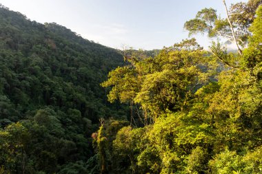 Yeşil Atlantik yağmur ormanlarına güzel bir manzara, Ilhabela, Sao Paulo, Brezilya