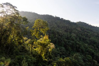 Yeşil Atlantik yağmur ormanlarına güzel bir manzara, Ilhabela, Sao Paulo, Brezilya