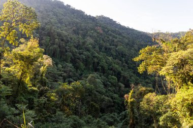 Yeşil Atlantik yağmur ormanlarına güzel bir manzara, Ilhabela, Sao Paulo, Brezilya