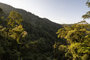Yeşil Atlantik yağmur ormanlarına güzel bir manzara, Ilhabela, Sao Paulo, Brezilya