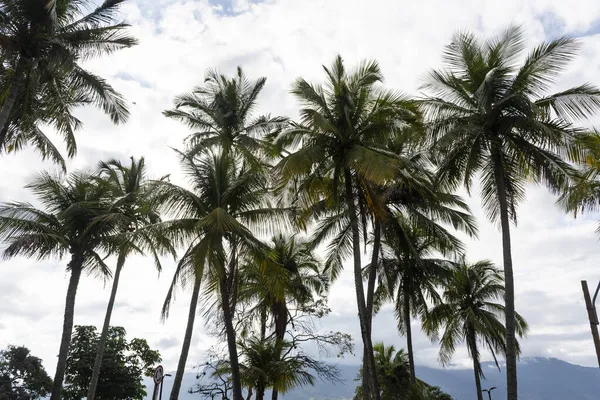 Beautiful View Coconut Palm Trees Tropical Island Beach Front Ilhabela — Stock Photo, Image