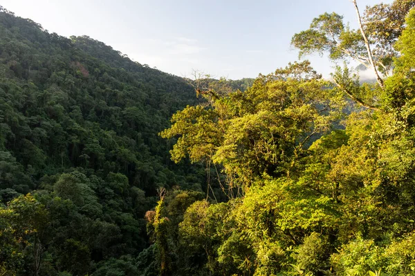Yeşil Atlantik yağmur ormanlarına güzel bir manzara, Ilhabela, Sao Paulo, Brezilya