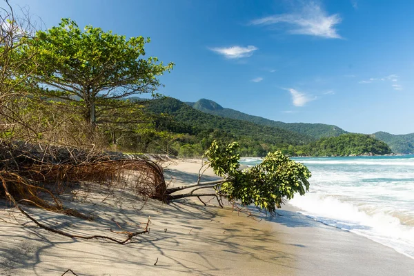 Hermosa Vista Árbol Caído Selva Verde Playa Salvaje Agua Azul — Foto de Stock