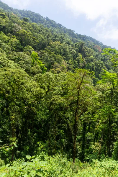 Belle Vue Sur Paysage Vert Forêt Tropicale Atlantique Ilhabela Sao — Photo