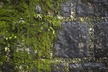 Brezilya 'nın Rio de Janeiro kentindeki yağmur ormanları üzerindeki balçıklı eski tarihi kayalık duvara güzel bir manzara