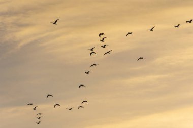 Gün batımında gökyüzünde uçan martılara güzel bir manzara Saquarema, Rio de Janeiro, Brezilya