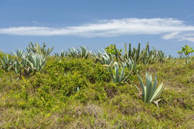 Saquarema, Rio de Janeiro, Brezilya 'daki tropikal yeşil dinlenme tesisine güzel bir manzara