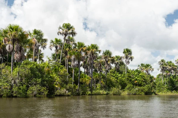 Prachtig Uitzicht Groene Palmbomen Aan Kant Van Rivier Preguias Staat — Stockfoto