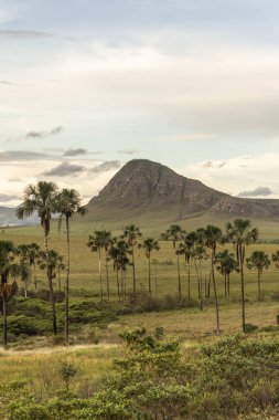Brezilya 'da Chapada dos Veadeiros' taki Cerrado palmiye ağaçları ve dağlar