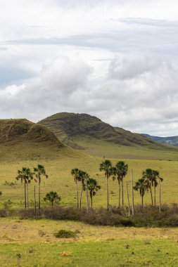 Brezilya 'da Chapada dos Veadeiros' taki Cerrado palmiye ağaçları ve dağlar