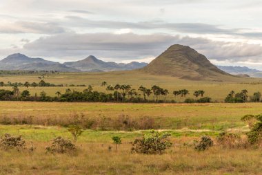Brezilya 'da Chapada dos Veadeiros' taki Cerrado palmiye ağaçları ve dağlar