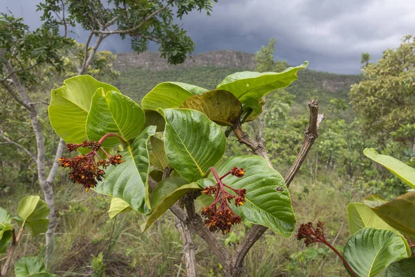 브라질 고리스 세라도 식물의 아름다운 — 스톡 사진