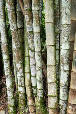 Yeşil bölgedeki güzel bambu ağaçları Rio de Janeiro Botanik Bahçesi, Brezilya