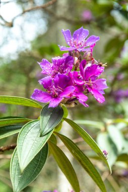 Yeşil yağmur ormanları üzerindeki güzel mor karasma ağacı çiçekleri Rio de Janeiro Botanik Bahçesi, Brezilya
