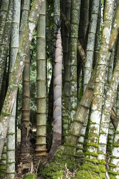 Brezilya Rio Janeiro Botanik Bahçesi Nde Yetişen Bambu Ağaçlarının Güzel — Stok fotoğraf