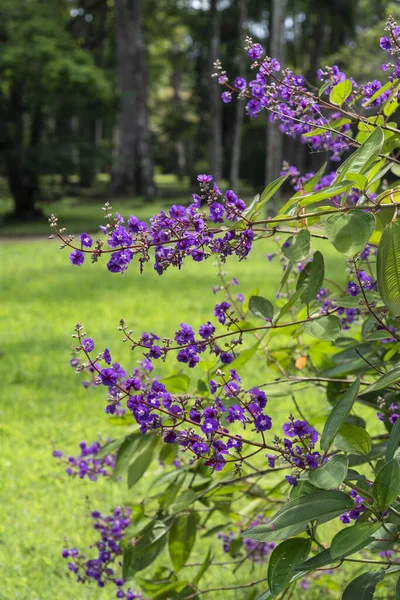 Hermosas Flores Quaresma Púrpura Paisaje Verde Selva Tropical Jardín Botánico — Foto de Stock
