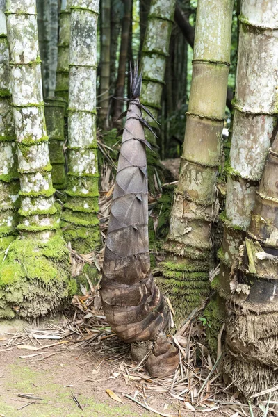 Krásný Detail Bambusových Výhonků Zelené Ploše Botanická Zahrada Rio Janeiro — Stock fotografie
