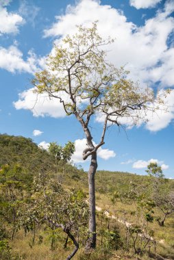 Güzel manzara. Chapada dos Veadeiros, Gois State, Orta Brezilya 'da doğal manzara üzerine tipik cerrado ağacı..