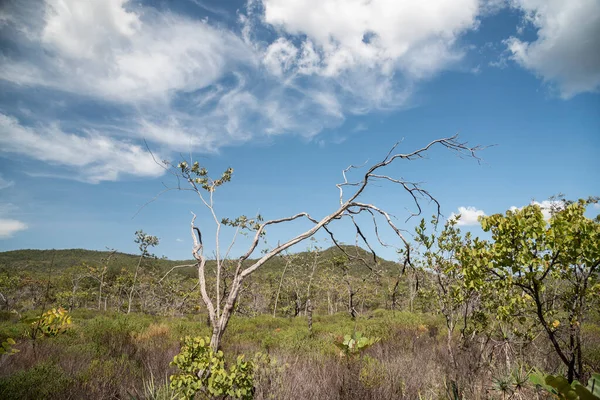 Beautiful View Typical Cerrado Tree Wild Landscape Chapada Dos Veadeiros — Stok fotoğraf