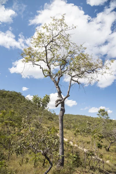 Beautiful View Typical Cerrado Tree Wild Landscape Chapada Dos Veadeiros — Fotografia de Stock