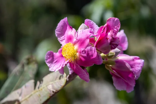 Beautiful View Pink Cerrado Flower Chapada Dos Veadeiros Gois State — Foto de Stock