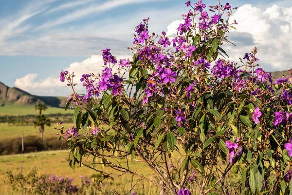 Prachtig Uitzicht Roze Cerrado Bloemen Chapada Dos Veadeiros Gois State — Stockfoto