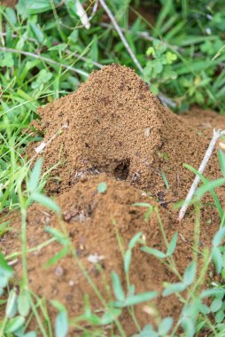 View to ant hive on green rainforest ground, countryside of Rio de Janeiro, Brazil