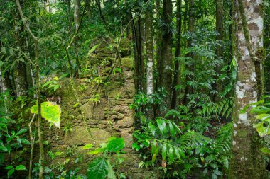 Beautiful view to old rocky ruins on lush green rainforest vegetation, in Tijuca National Park, Rio de Janeiro, Brazil
