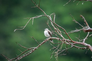 View to beautiful tropical bird on green rainforest area, countryside of Rio de Janeiro, Brazil