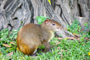 Beautiful view to agouti rodent on the ground of green public park, Rio de Janeiro, Brazil
