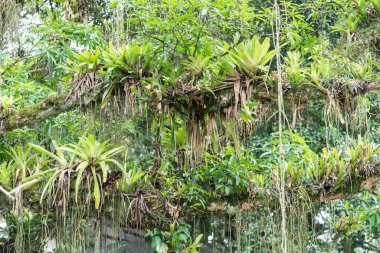View to beautiful tropical bromeliads on tree trunk on green rainforest area, countryside of Rio de Janeiro, Brazil