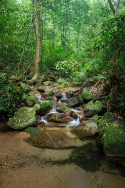 Beautiful view to small rainforest stream on green park, Tijuca National Park, Rio de Janeiro, Brazil