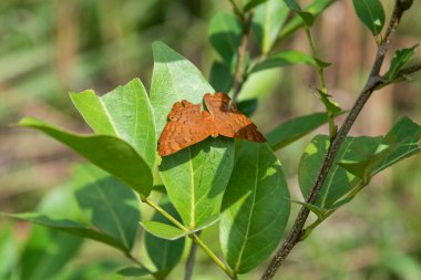 View to beautiful tropical orange butterfly on green rainforest area, countryside of Rio de Janeiro, Brazil