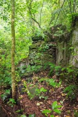 Beautiful view to old rocky ruins on lush green rainforest vegetation, in Tijuca National Park, Rio de Janeiro, Brazil
