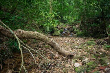 Beautiful view to tree roots on green rainforest stream, Tijuca National Park, Rio de Janeiro, Brazil