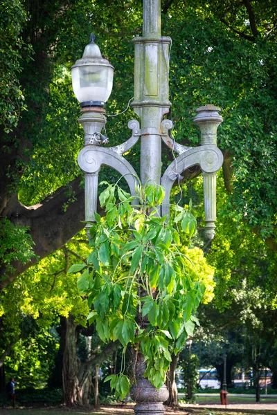 Beautiful View Historic Lamp Post Creeper Green Public Square Rio — Stock Photo, Image