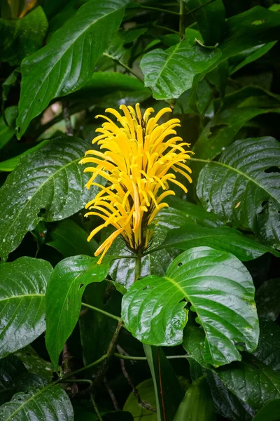 Beautiful View Yellow Flower Lush Green Rainforest Vegetation Tijuca National — Foto de Stock