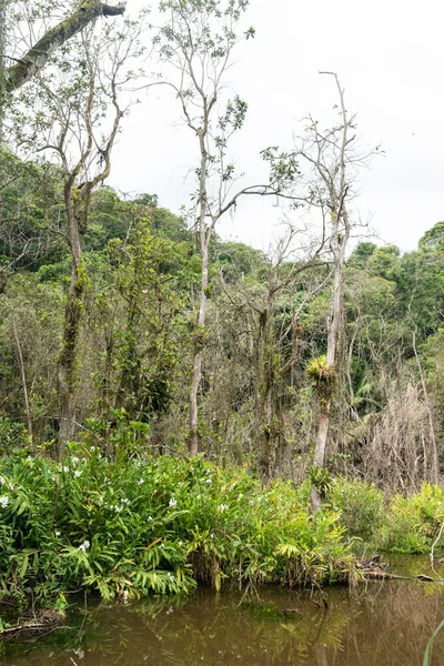 View Beautiful Green Rainforest Wetland Trees Countryside Rio Janeiro Brazil — Fotografia de Stock