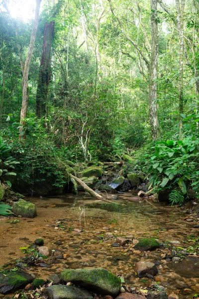 Beautiful View Small Green Rainforest Stream Tijuca National Park Rio — Stok Foto